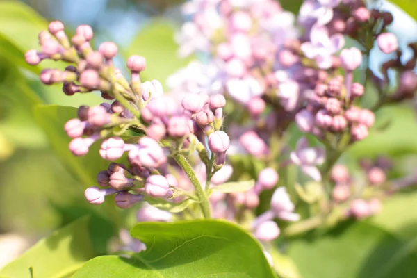 Yaz çiçeklerinin cilvesi Güzel çiçekler