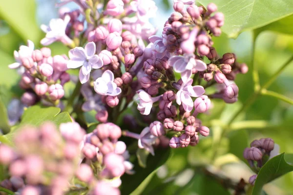 Yaz çiçeklerinin cilvesi Güzel çiçekler