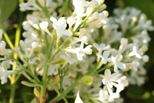 Yaz Çiçeklerinin Cilvesi Güzel Çiçekler — Stok fotoğraf