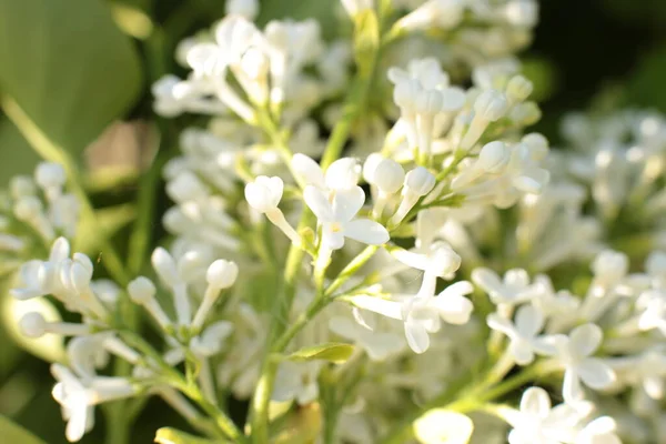 Inflorescência Flores Verão Bela Flor — Fotografia de Stock