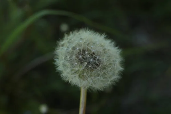 Blütenstand Der Sommerblumen Schöne Blüte — Stockfoto