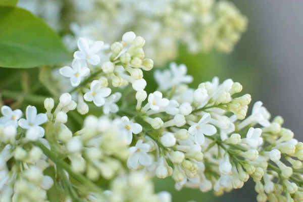 Inflorescencia Flores Verano Hermosa Floración — Foto de Stock