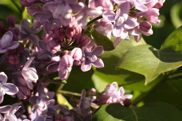 Yaz çiçeklerinin cilvesi Güzel çiçekler