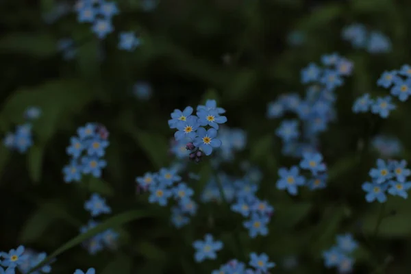 Infiorescenza Fiori Estivi Bella Fioritura — Foto Stock