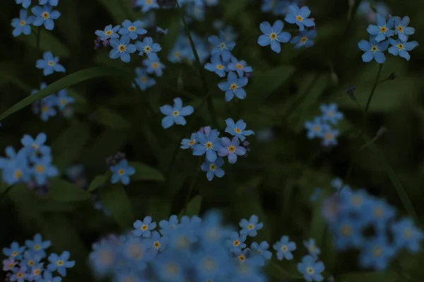 Inflorescencia Flores Verano Hermosa Floración — Foto de Stock