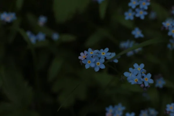 夏の花序美しい花を咲かせ — ストック写真