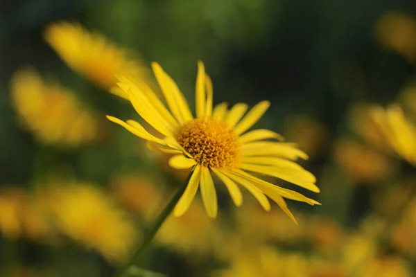 Infiorescenza Fiori Estivi Bella Fioritura — Foto Stock