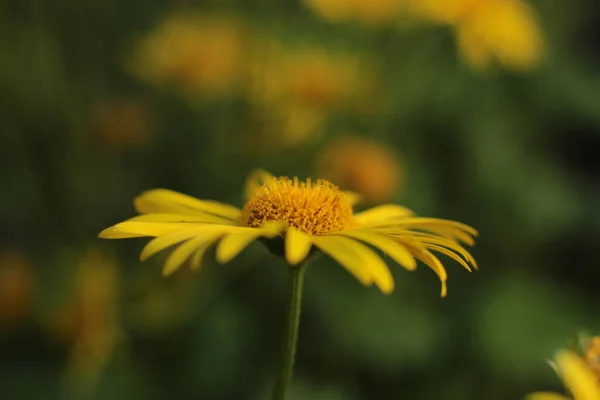 Blomstã Llning Sommar Blommor Vacker Blom — Stockfoto