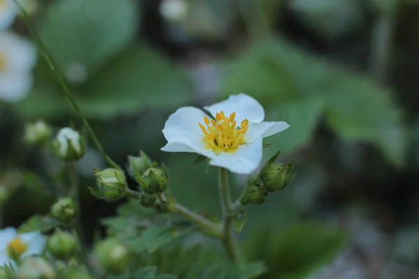 Vår Blomma Många Blommor Vacker Bukett — Stockfoto