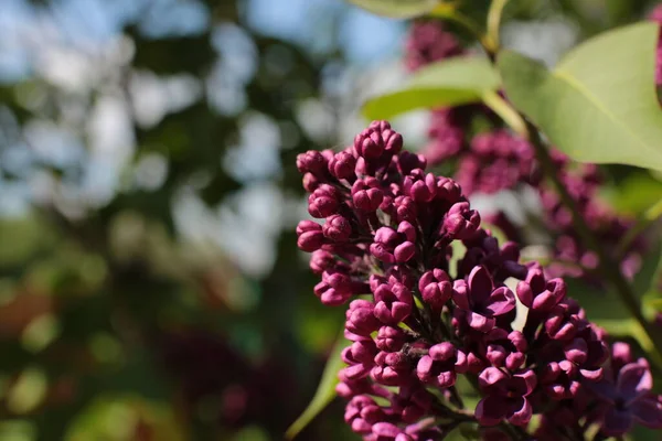 Bahar çiçek açar. Güzel bir buket.