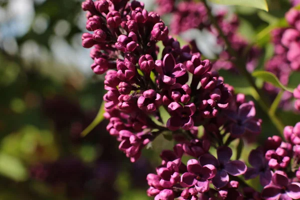 Bahar çiçek açar. Güzel bir buket.