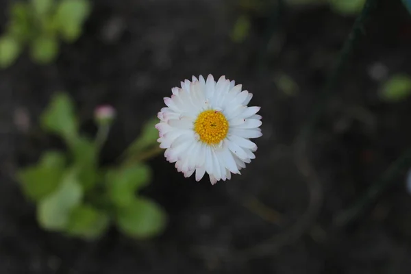 Vår Blomma Många Blommor Vacker Bukett — Stockfoto