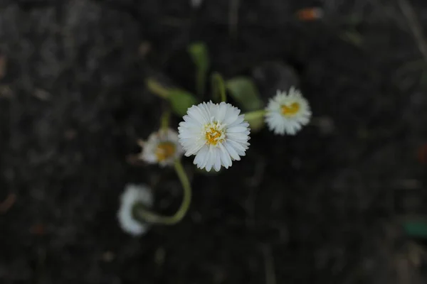 Flor Primavera Muchas Flores Hermoso Ramo — Foto de Stock