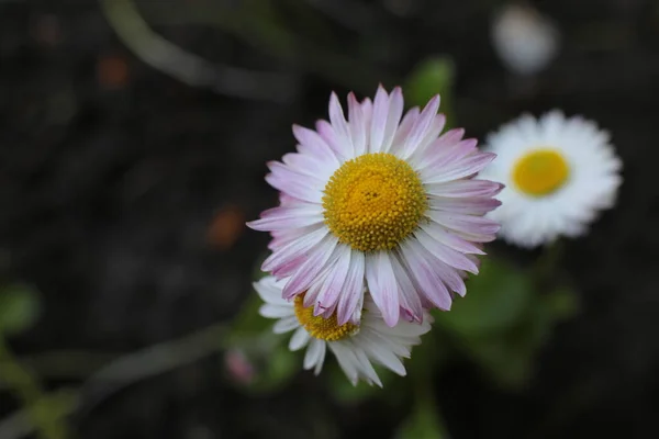 Fioritura Primavera Molti Fiori Bel Mazzo — Foto Stock