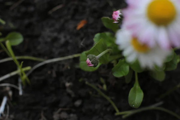 Vår Blomma Många Blommor Vacker Bukett — Stockfoto