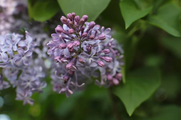 Fioritura Primavera Molti Fiori Bel Mazzo — Foto Stock