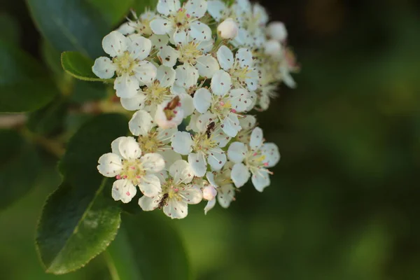 Frühling Blühen Viele Blumen Schöner Strauß — Stockfoto