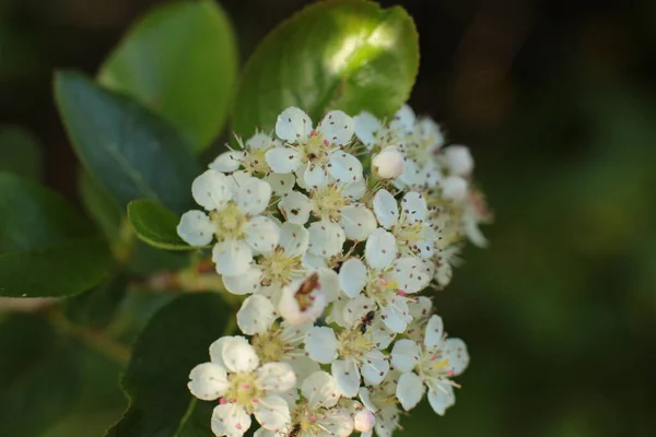 Frühling Blühen Viele Blumen Schöner Strauß — Stockfoto