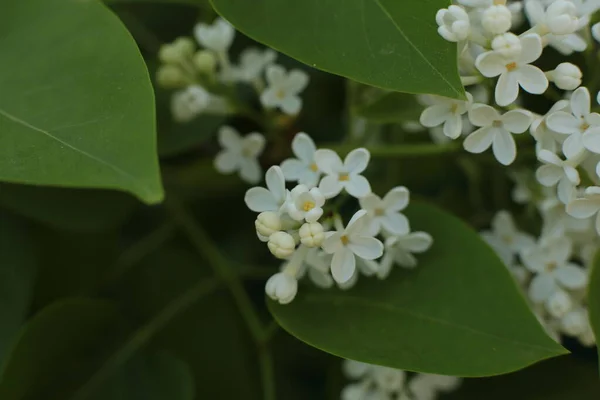 Fioritura Primavera Molti Fiori Bel Mazzo — Foto Stock