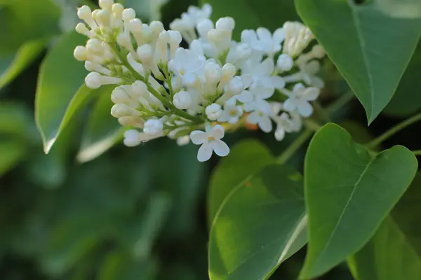 Fioritura Primavera Molti Fiori Bel Mazzo — Foto Stock