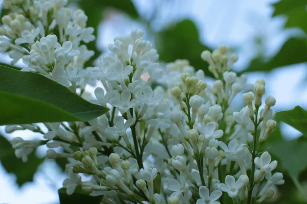 Bahar çiçek açar. Güzel bir buket.
