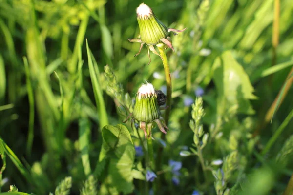 Bahar çiçek açar. Güzel bir buket.
