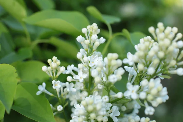 Frühling Blühen Viele Blumen Schöner Strauß — Stockfoto