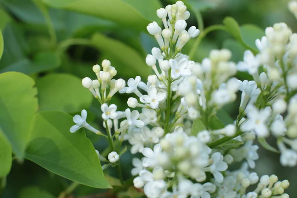 Bahar çiçek açar. Güzel bir buket.