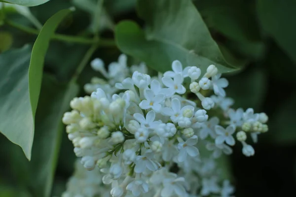 Fioritura Primavera Molti Fiori Bel Mazzo — Foto Stock