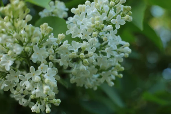 Fioritura Primavera Molti Fiori Bel Mazzo — Foto Stock