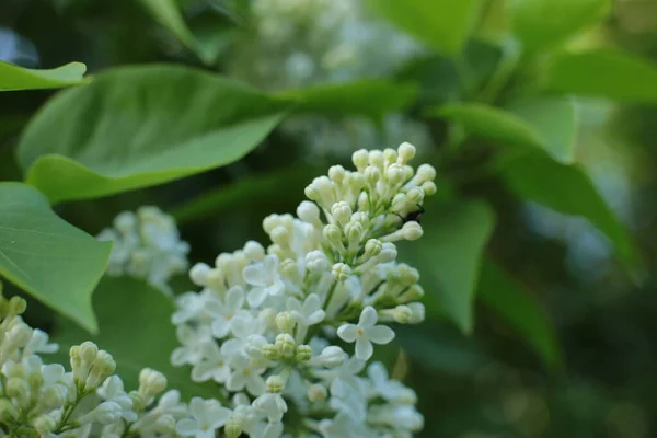 Printemps Fleurir Nombreuses Fleurs Beau Bouquet — Photo