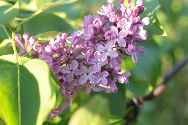 Bahar çiçek açar. Güzel bir buket.