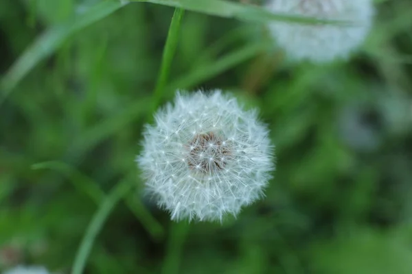 Bahar Çiçek Açar Güzel Bir Buket — Stok fotoğraf