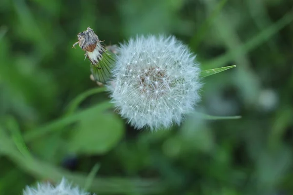 Bahar Çiçek Açar Güzel Bir Buket — Stok fotoğraf