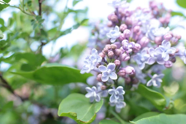 Bahar çiçek açar. Güzel bir buket.