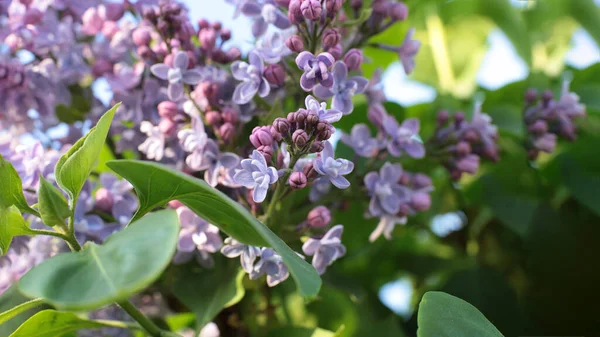 Bahar çiçek açar. Güzel bir buket.