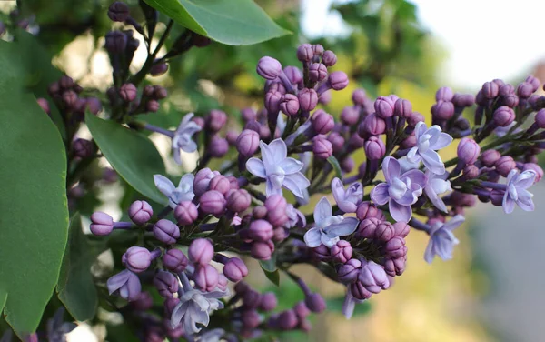 Fioritura Primavera Molti Fiori Bel Mazzo — Foto Stock