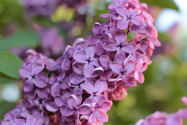 Bahar çiçek açar. Güzel bir buket.