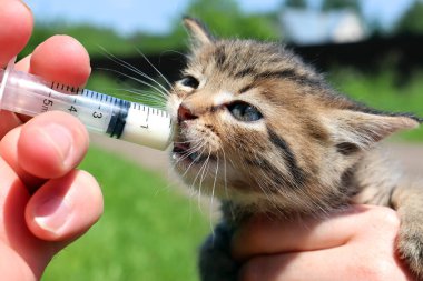 Küçük bir kedi yavrusu sokaktaki bir şırıngadan süt içer. Küçük başıboş bir hayvanı beslemek..