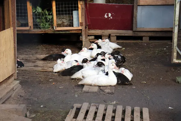 Eine Herde Puten Sitzt Auf Den Brettern Neben Dem Kaninchenhaus — Stockfoto