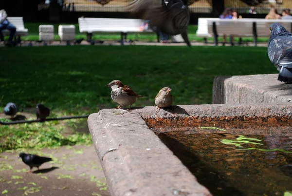 Zwei Spatzen Trinken Wasser Aus Einem Antiken Stadtbrunnen Auf Dem — Stockfoto