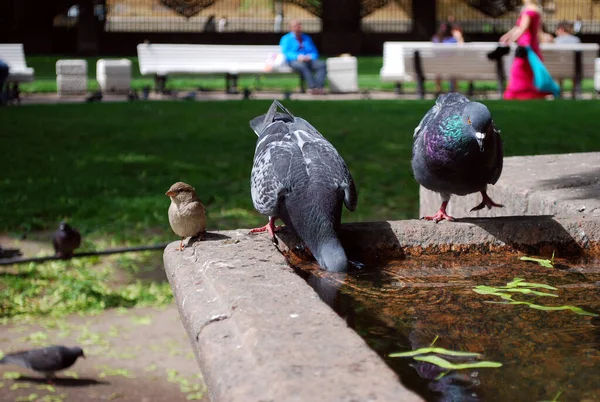 Eine Taube Trinkt Wasser Aus Einem Antiken Stadtbrunnen Auf Dem — Stockfoto