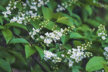 Baharda çiçek açan kiraz ve yeşil yaprakların arka planı