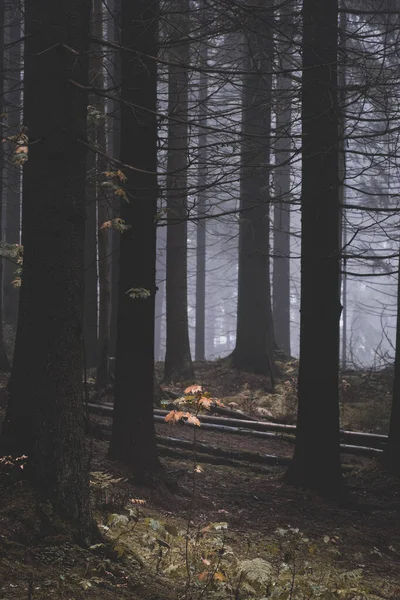 Kis Sárga Levelekkel Egy Borús Ködös Erdőben — Stock Fotó