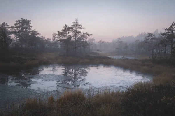 Kis Ködös Hajnalban Ősszel Szeszélyes Táj Mocsári Ozernoye Nemzeti Park — Stock Fotó