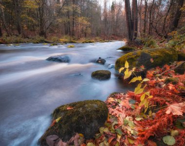 Leningrad Bölgesindeki Lendulovskaya Korusu 'nda Roshchinka nehri bir sonbahar günü.