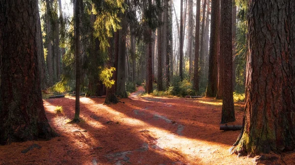 Parlak güneşli bir günde sonbahar ormanında bir patika. Leningrad Bölgesinde Yedek Lindulovskaya Roscha