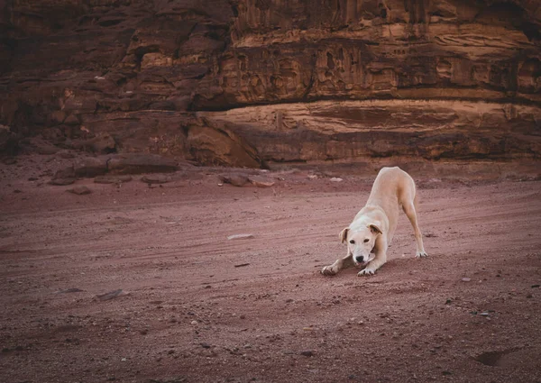 Vit Hundvalp Sanden Dynor Wadiromöknen Jordanien — Stockfoto