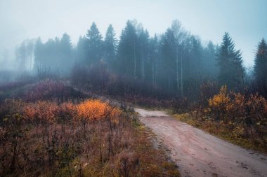 Sisli bir sabah Sonbahar Ormanı Tepesi
