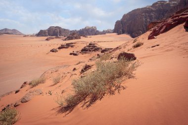 Kuru diken kırmızı çölde, kayalıklarla Ürdün 'de, sıcak güneş altında Wadi Rum. 